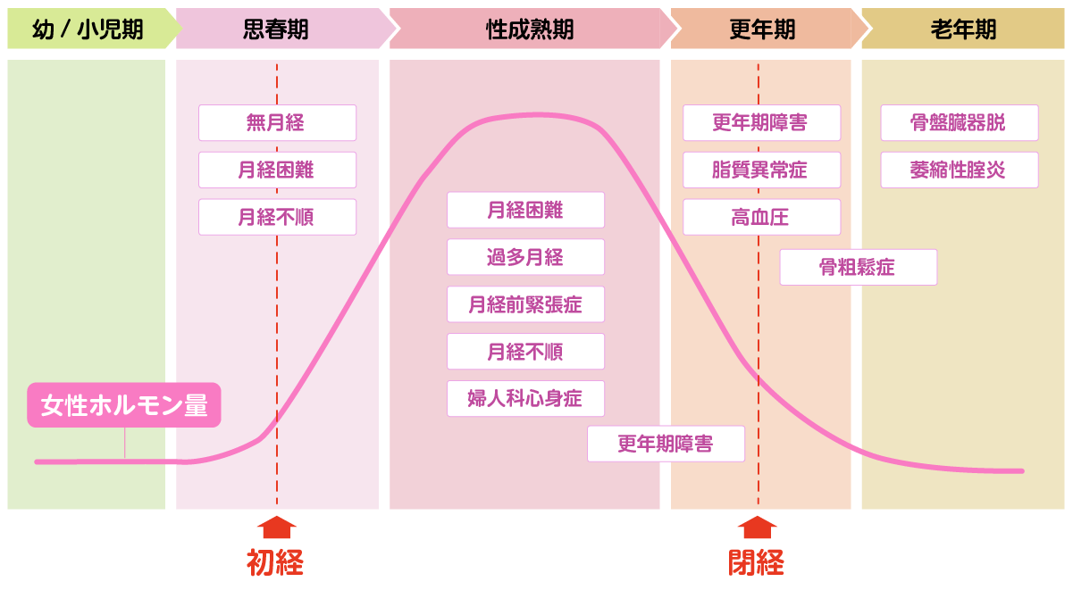 女性ホルモン量推移