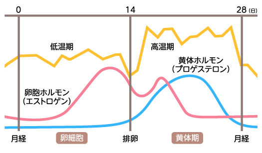 月経周期